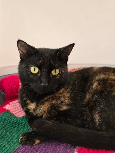 Cher - Domestic Short Hair