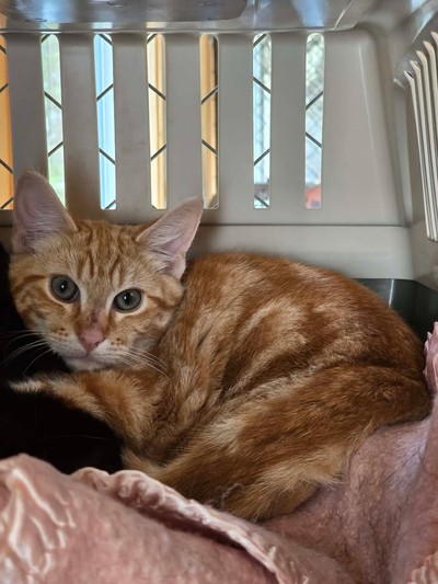 Pop - Domestic Short Hair