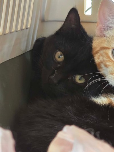 Fizz - Domestic Short Hair