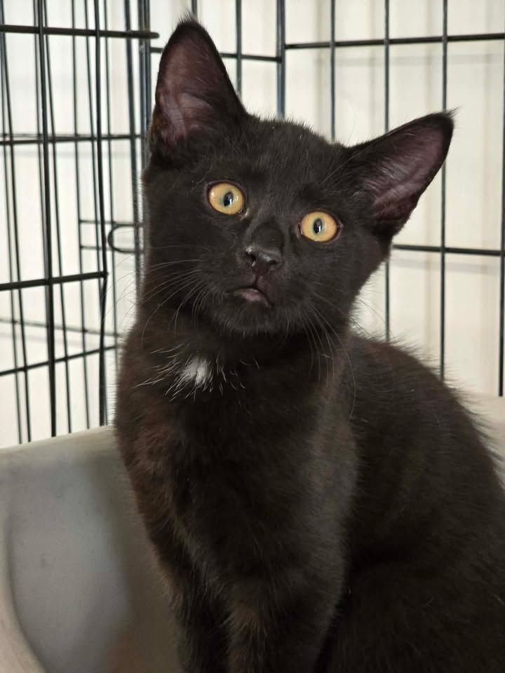 Gallery image: Barney