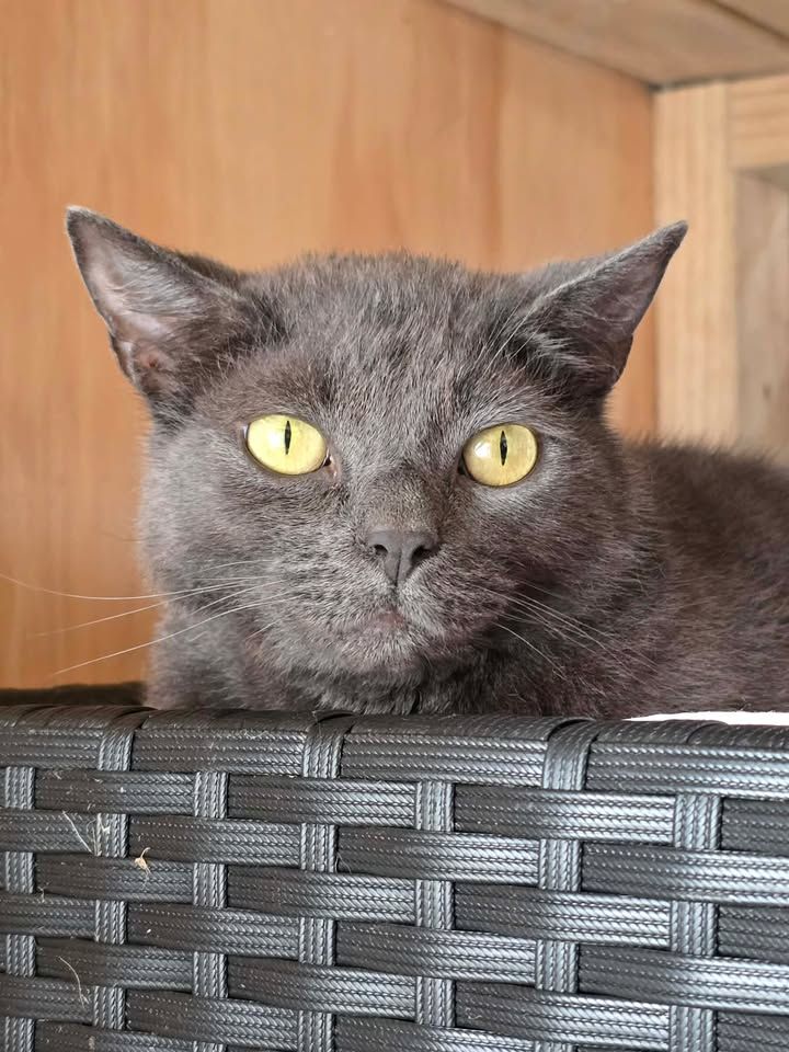 Gallery image: Hunter