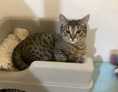 Lily - Domestic Short Hair