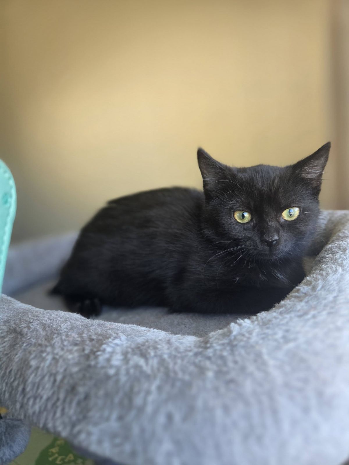 Gallery image: Cherry