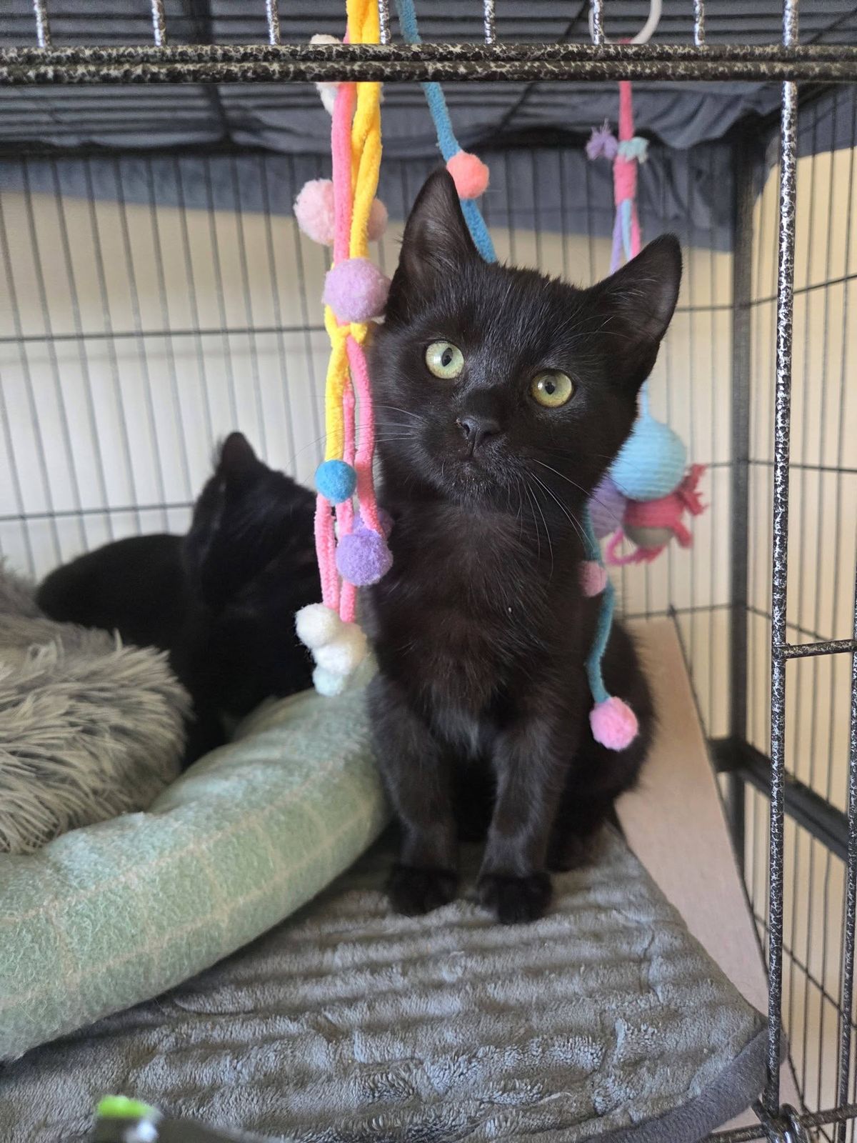 Gallery image: Chive