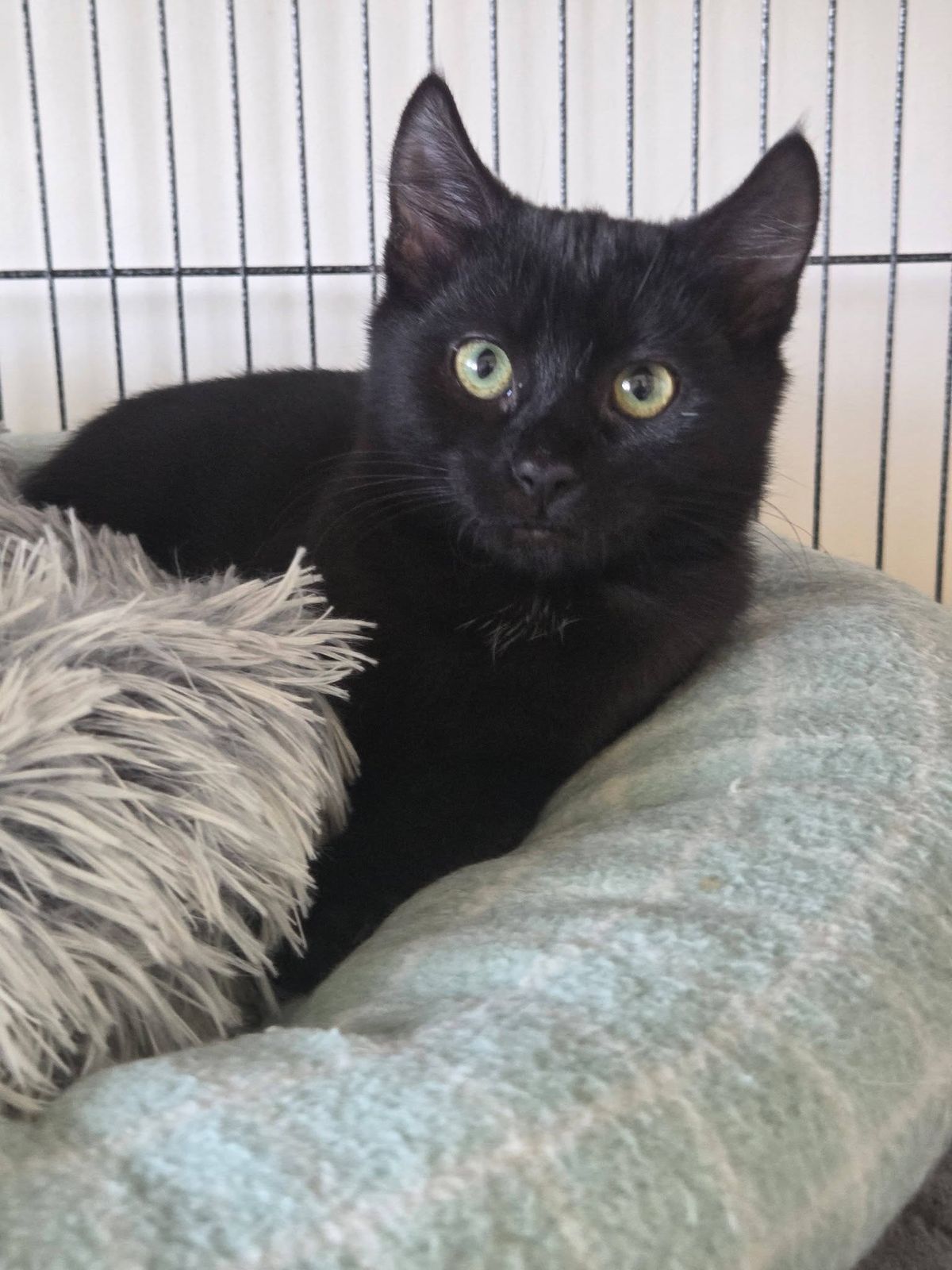 Gallery image: Caper