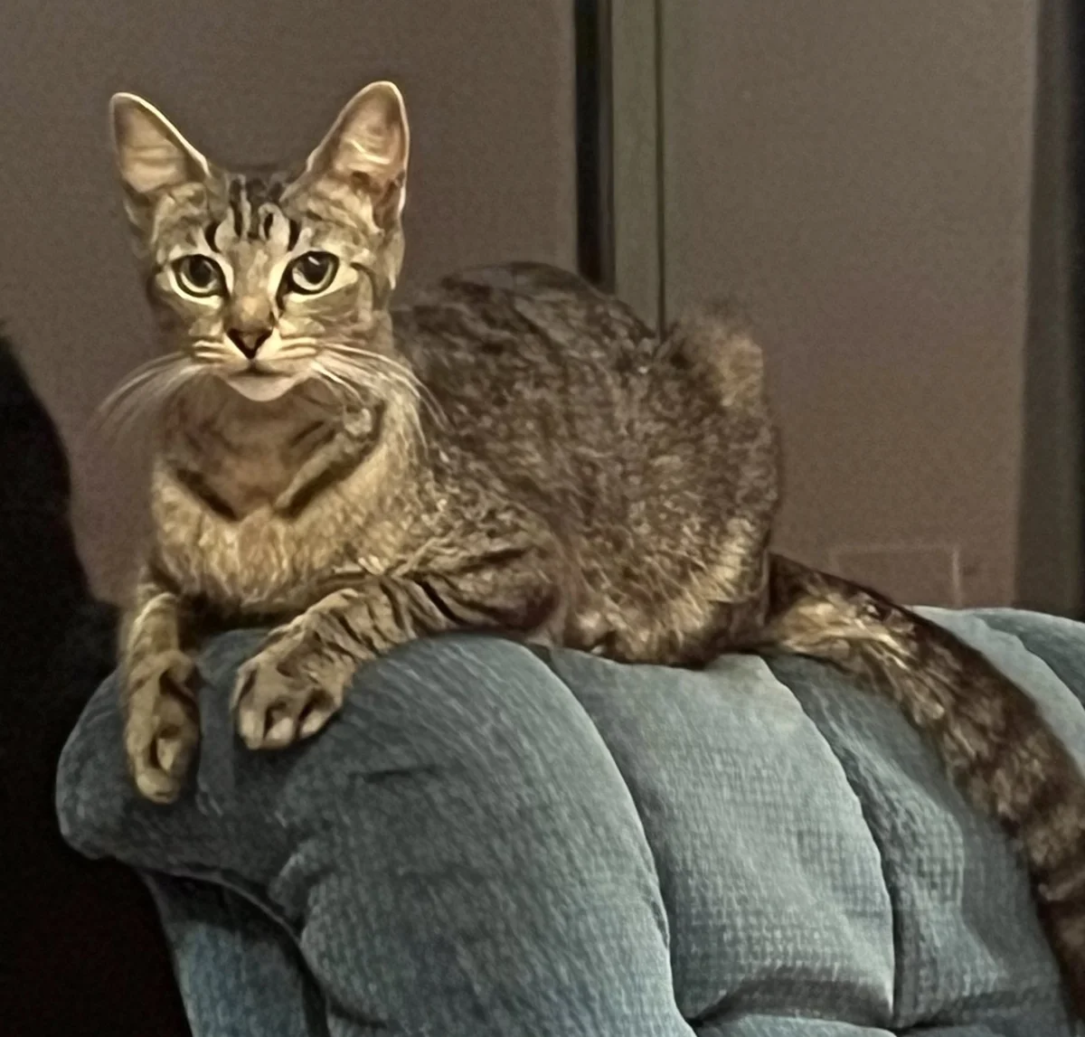 Gallery image: Paneer