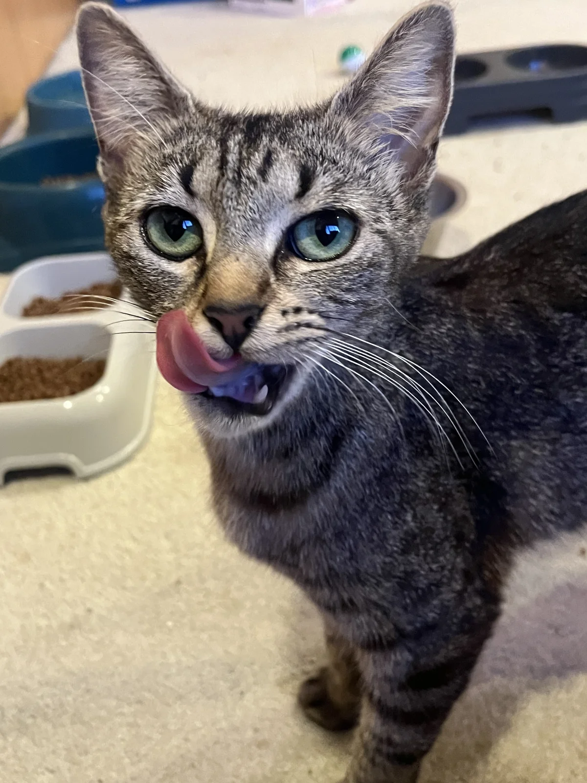 Gallery image: Paneer