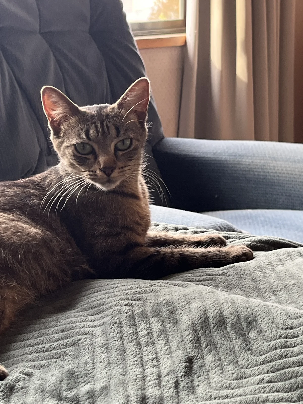 Gallery image: Paneer