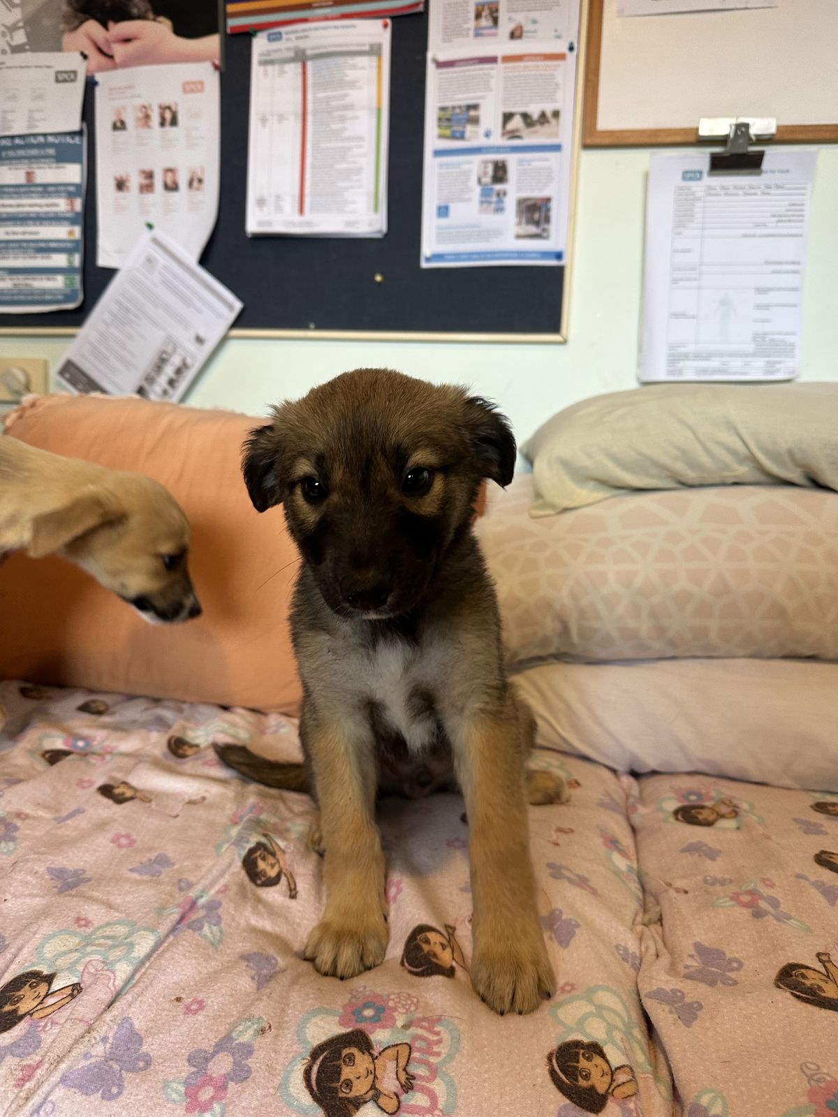 Gallery image: Toulouse