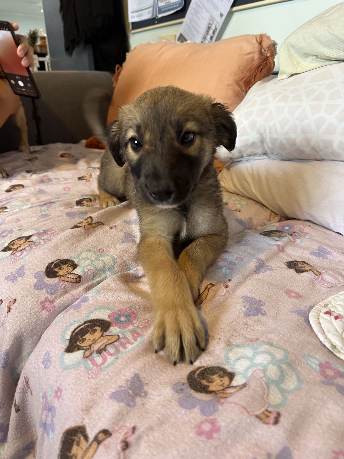 Gallery image: Toulouse