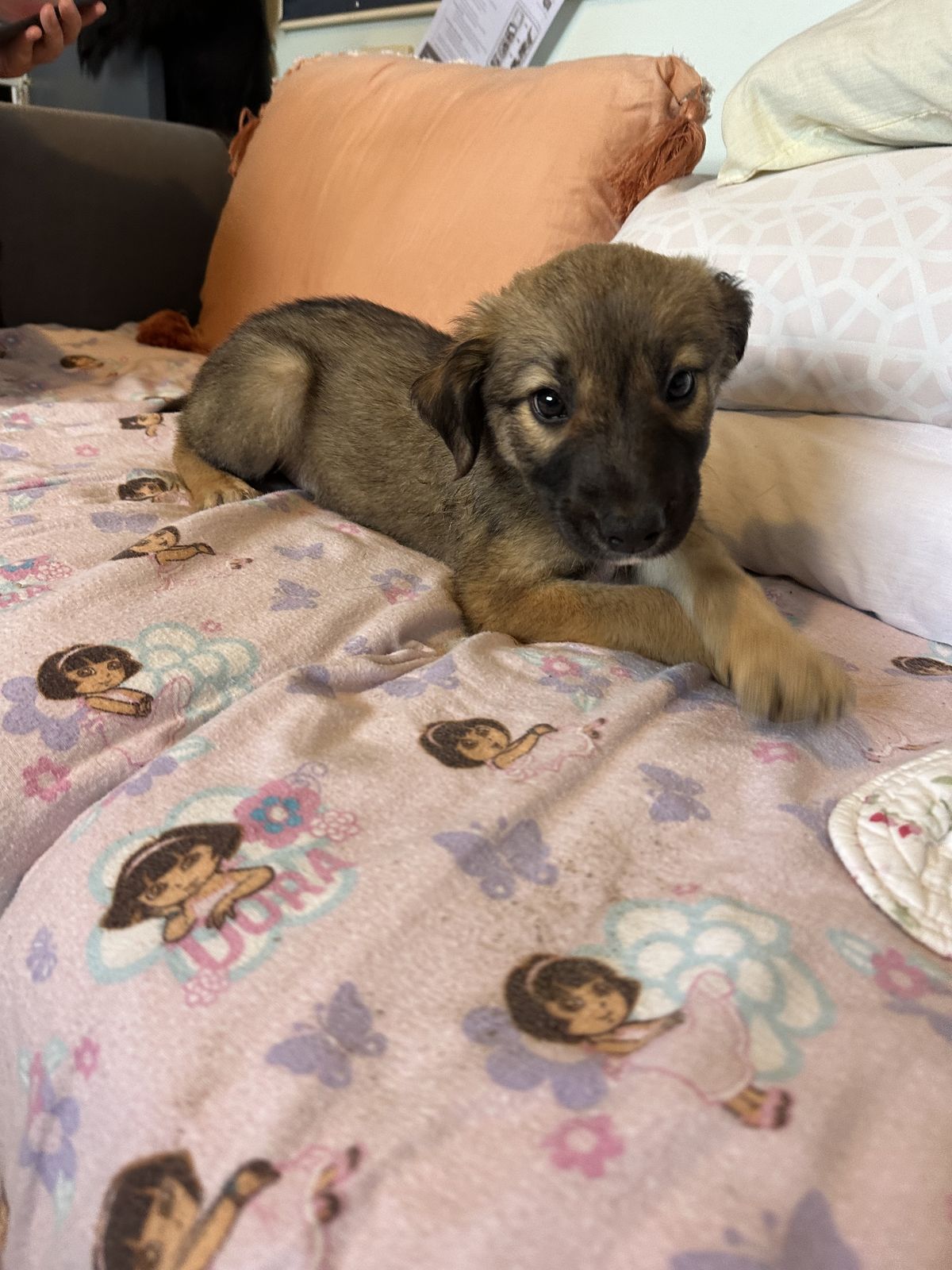 Gallery image: Toulouse