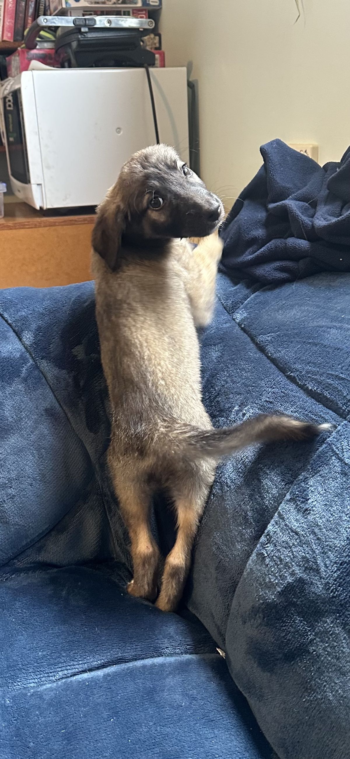 Gallery image: Hazel