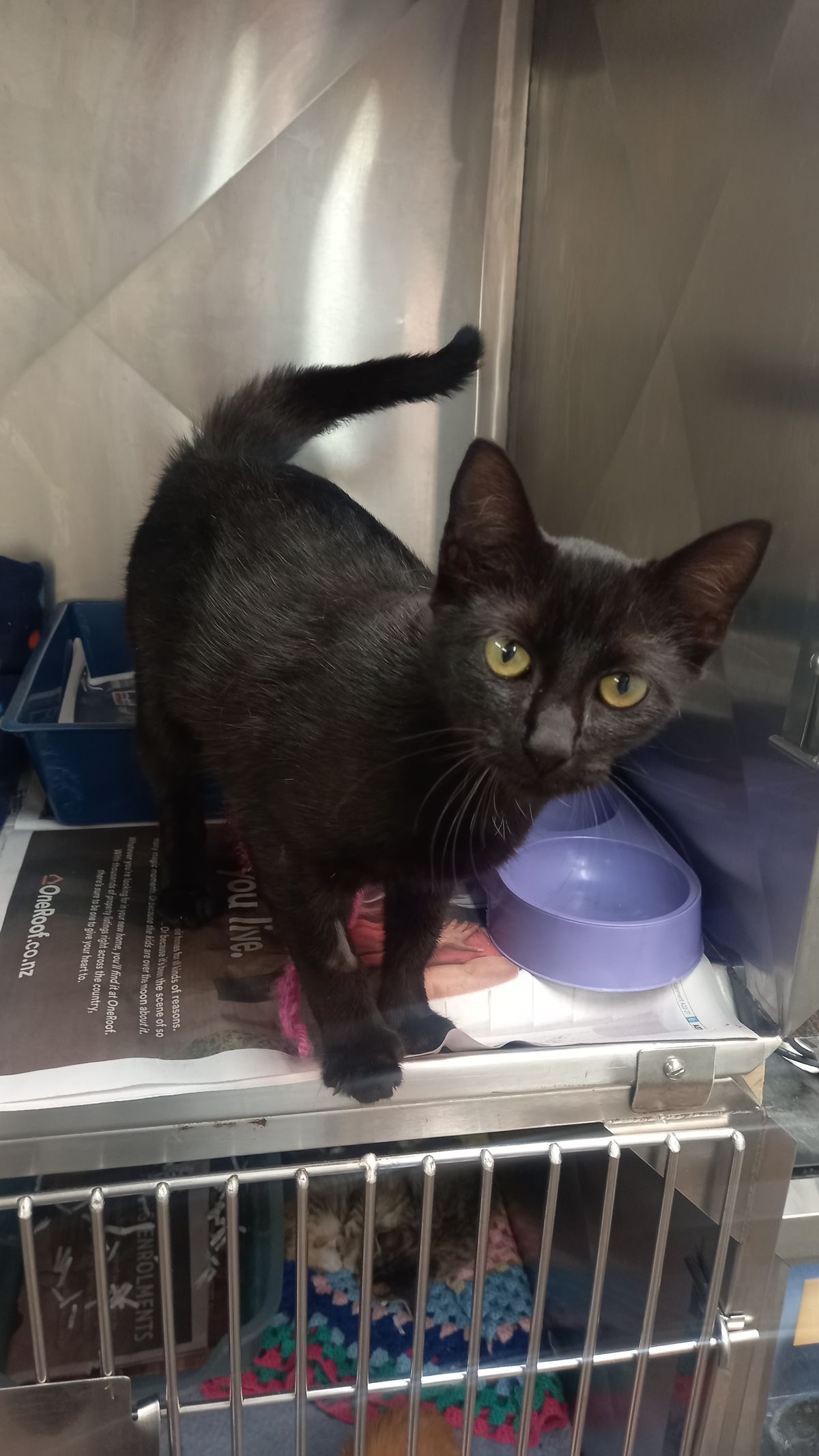 Gallery image: Raven