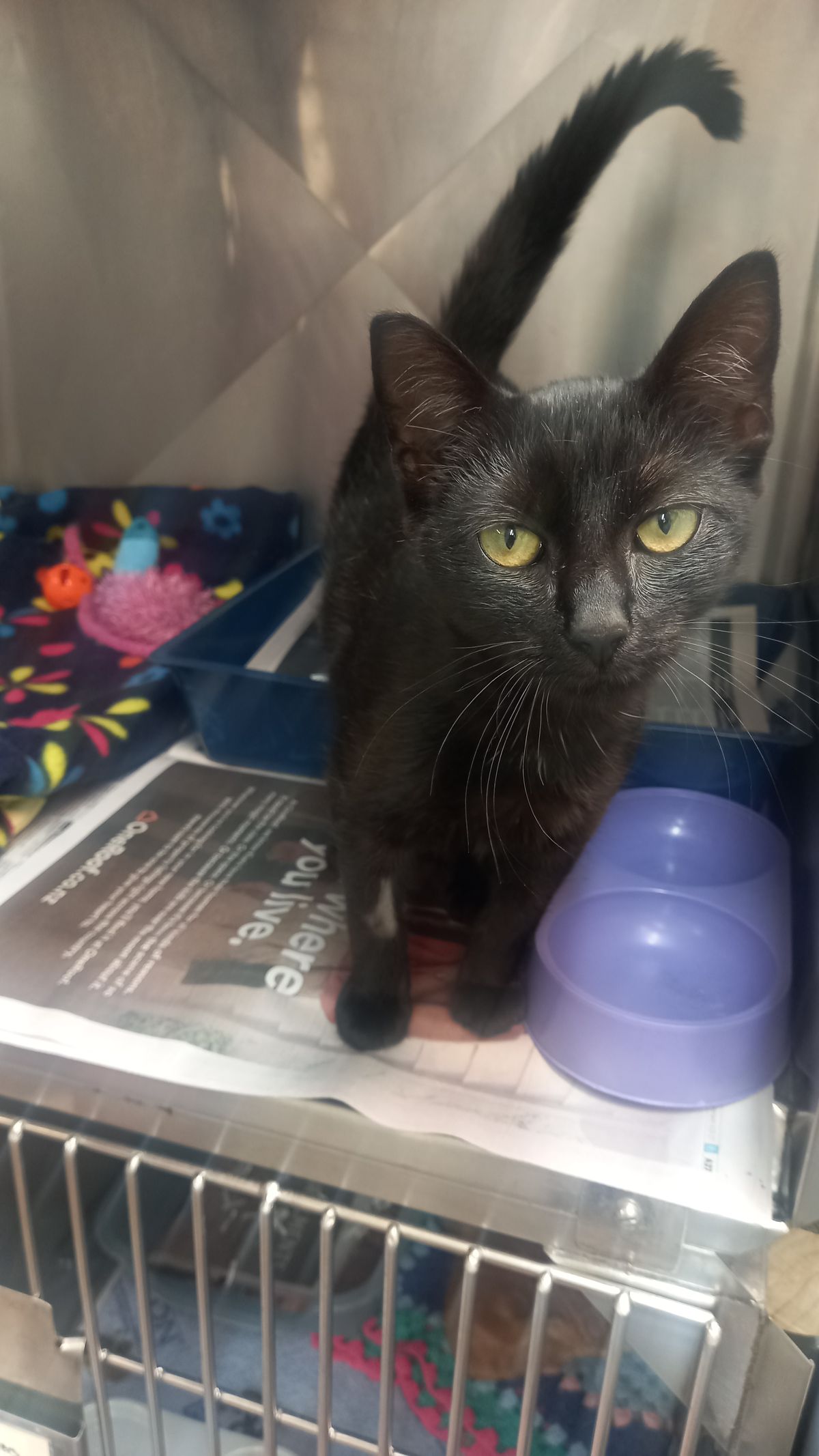 Gallery image: Raven