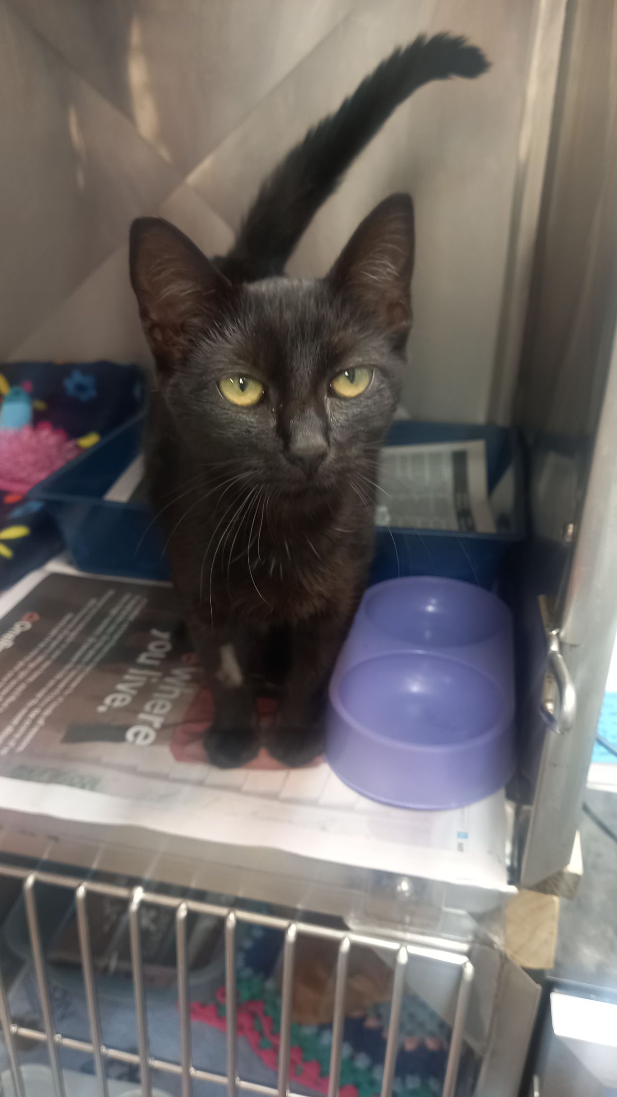 Gallery image: Raven