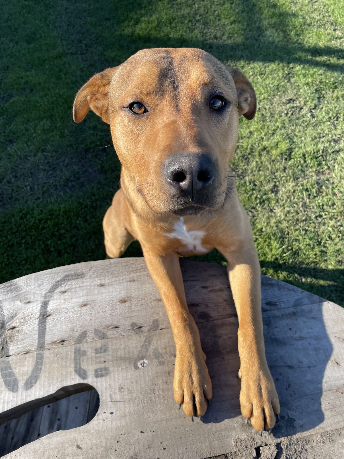 Gallery image: Cashew