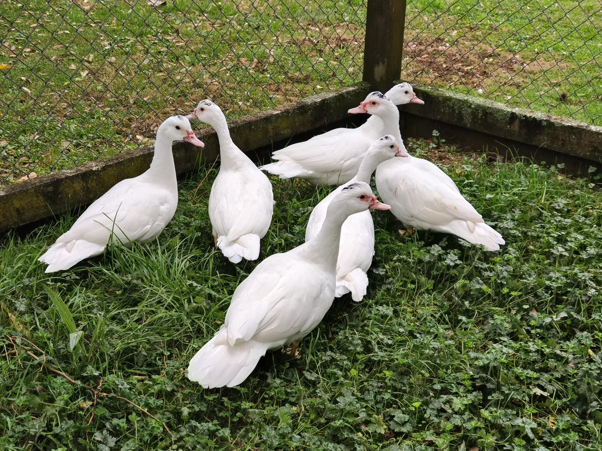 Gallery image: Snowy