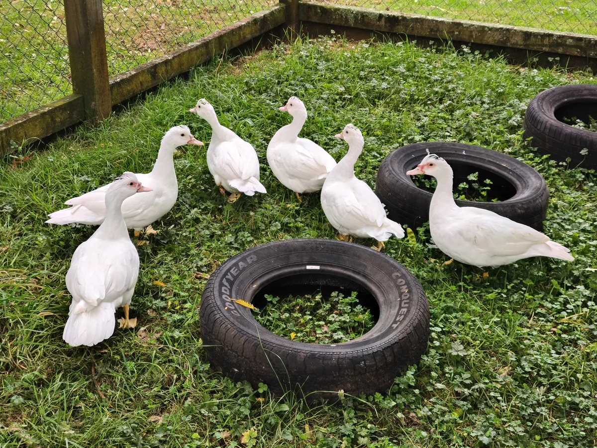 Gallery image: Snowy