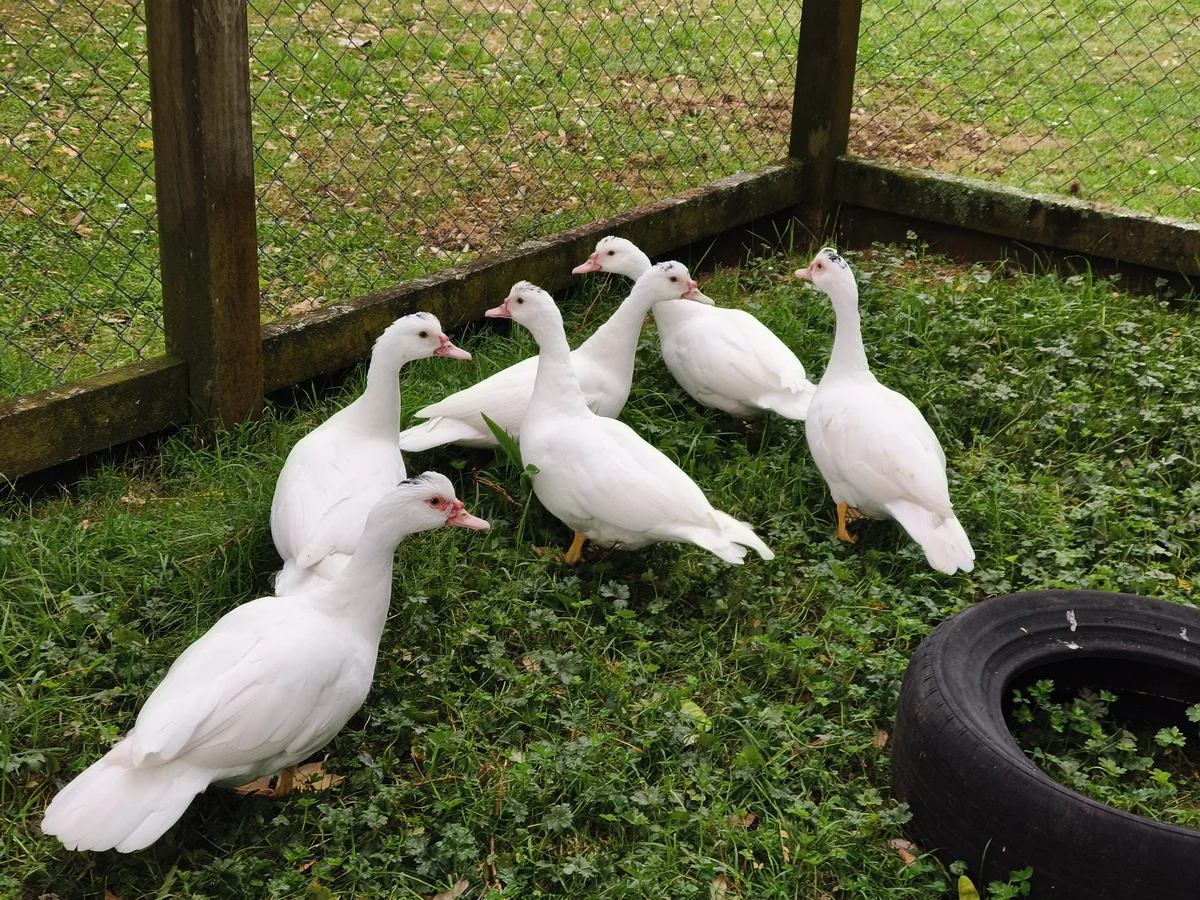 Gallery image: Snowy