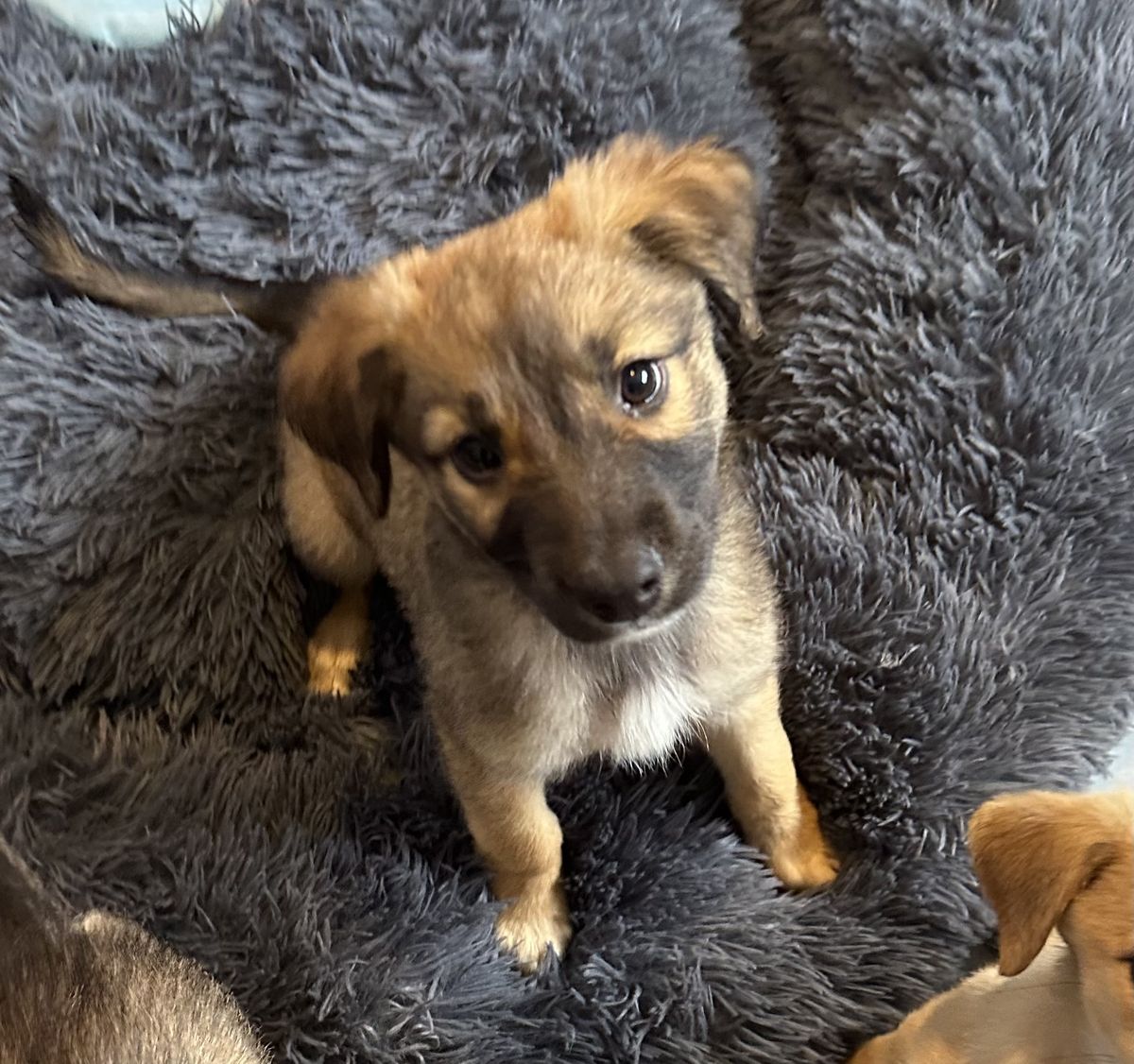 Gallery image: Basil