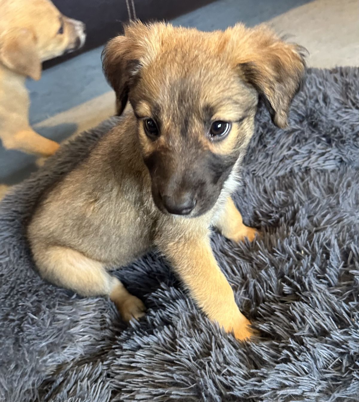 Gallery image: Basil