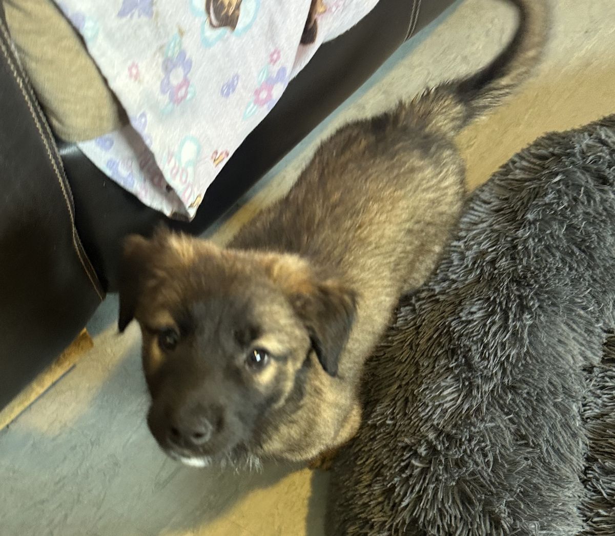 Gallery image: Bowie