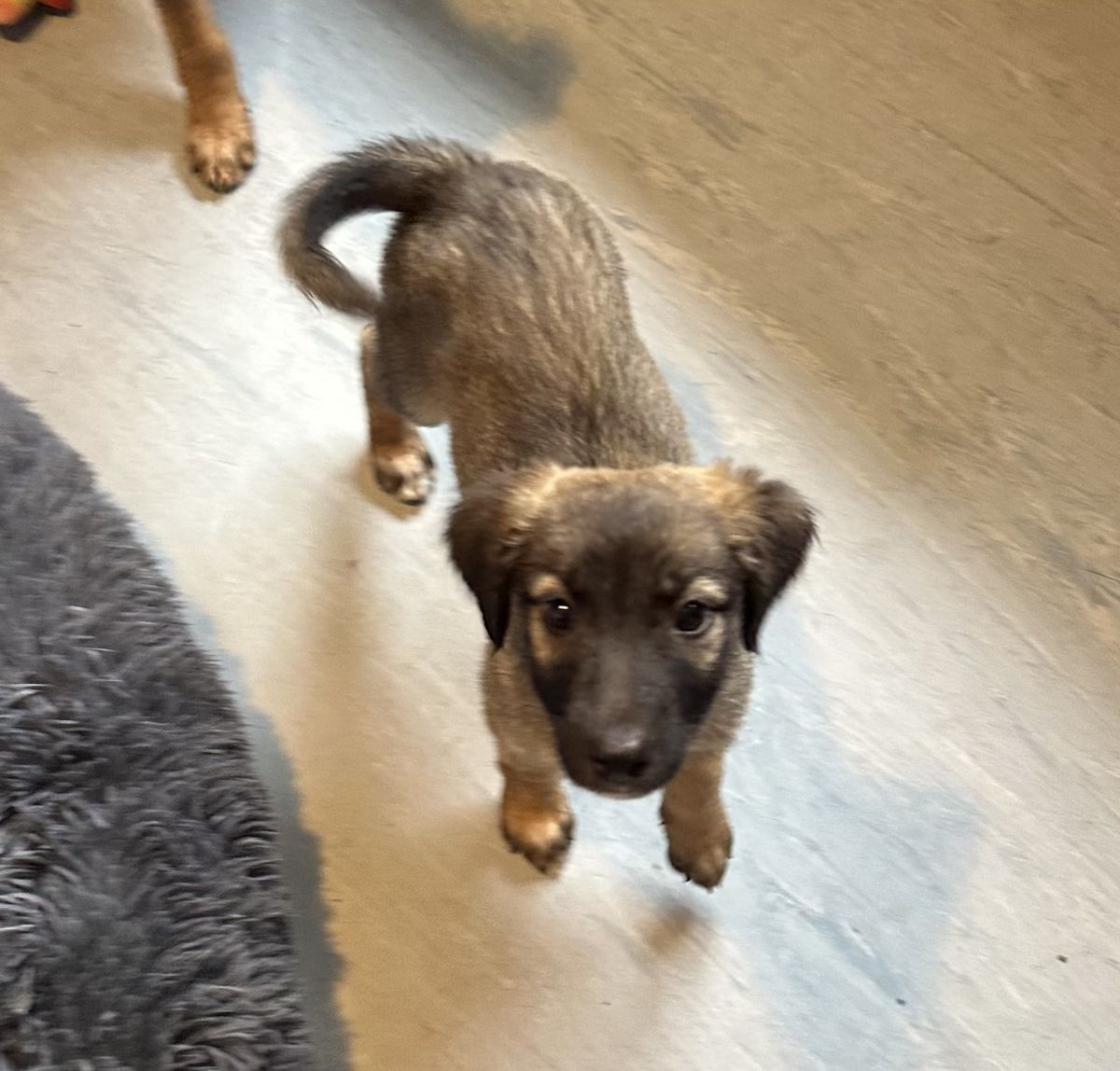 Gallery image: Bowie