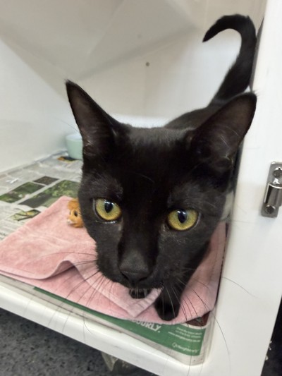 Jill - Domestic Short Hair