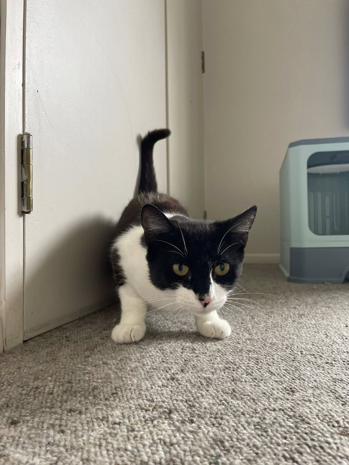 Gallery image: Bunny