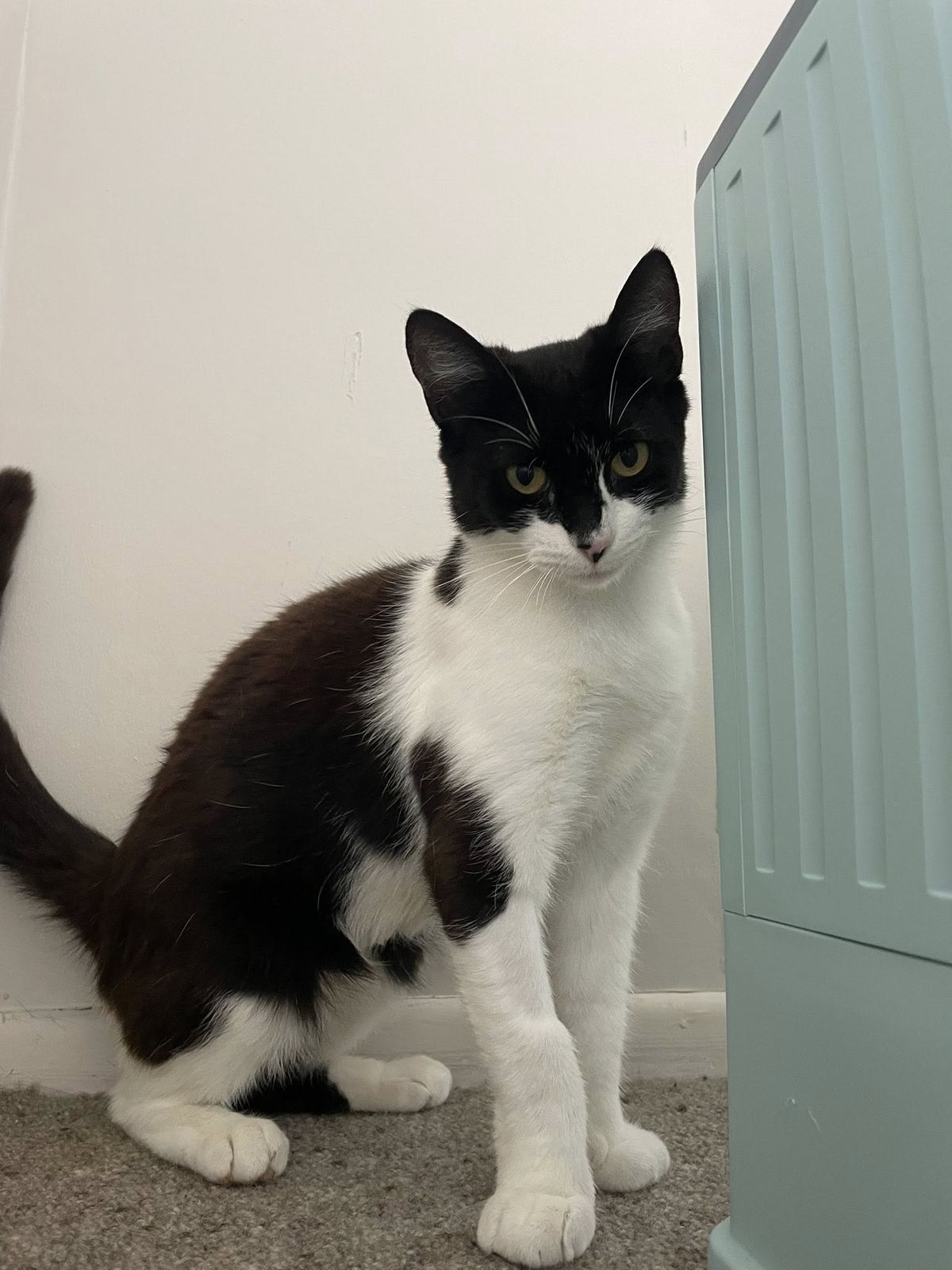 Gallery image: Bunny