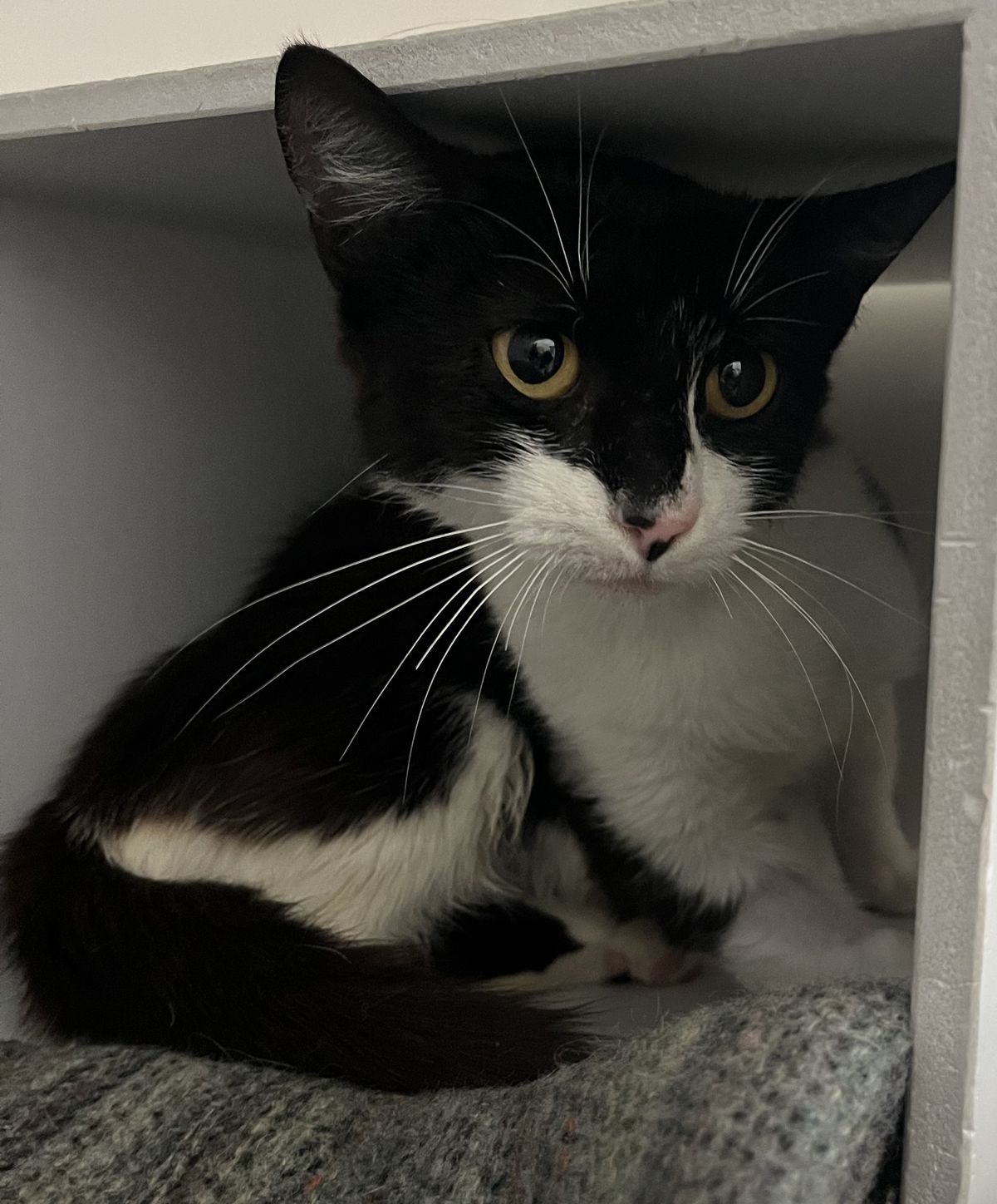 Gallery image: Bunny