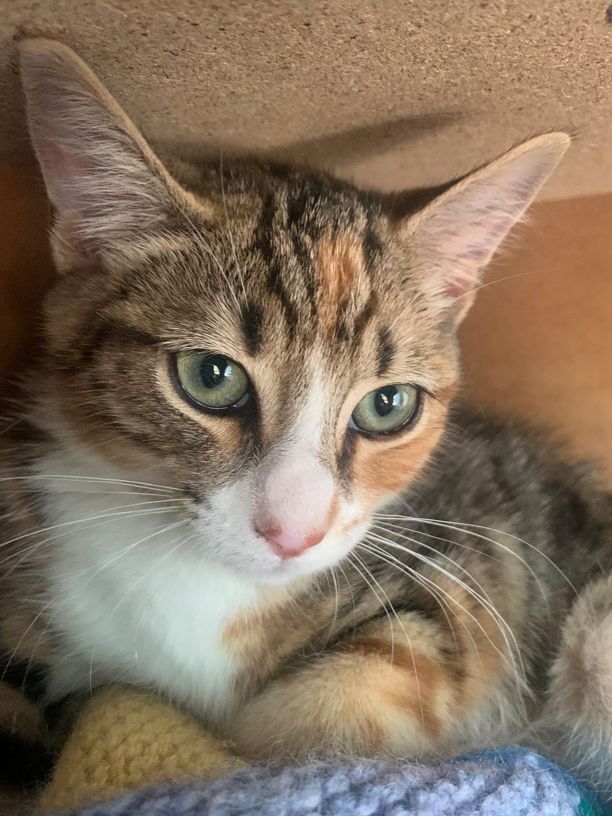 Gallery image: Dora Winifred