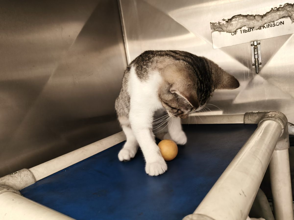 Gallery image: Mr Whippy 