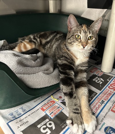 Jessie  - Domestic Short Hair