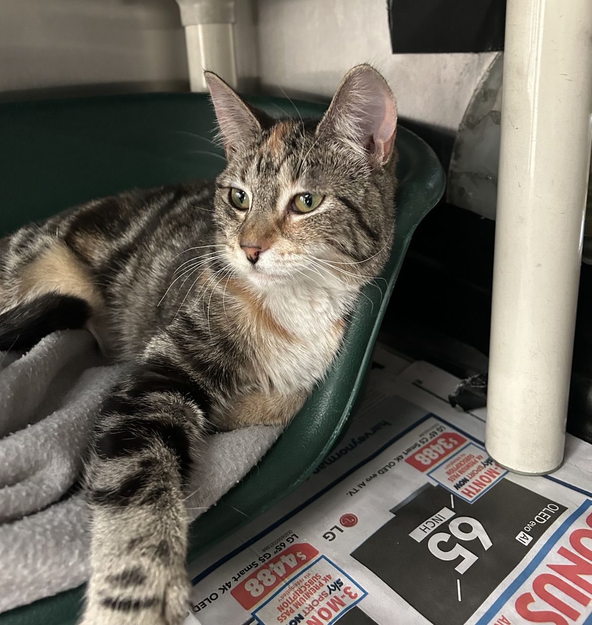 Gallery image: Jessie 