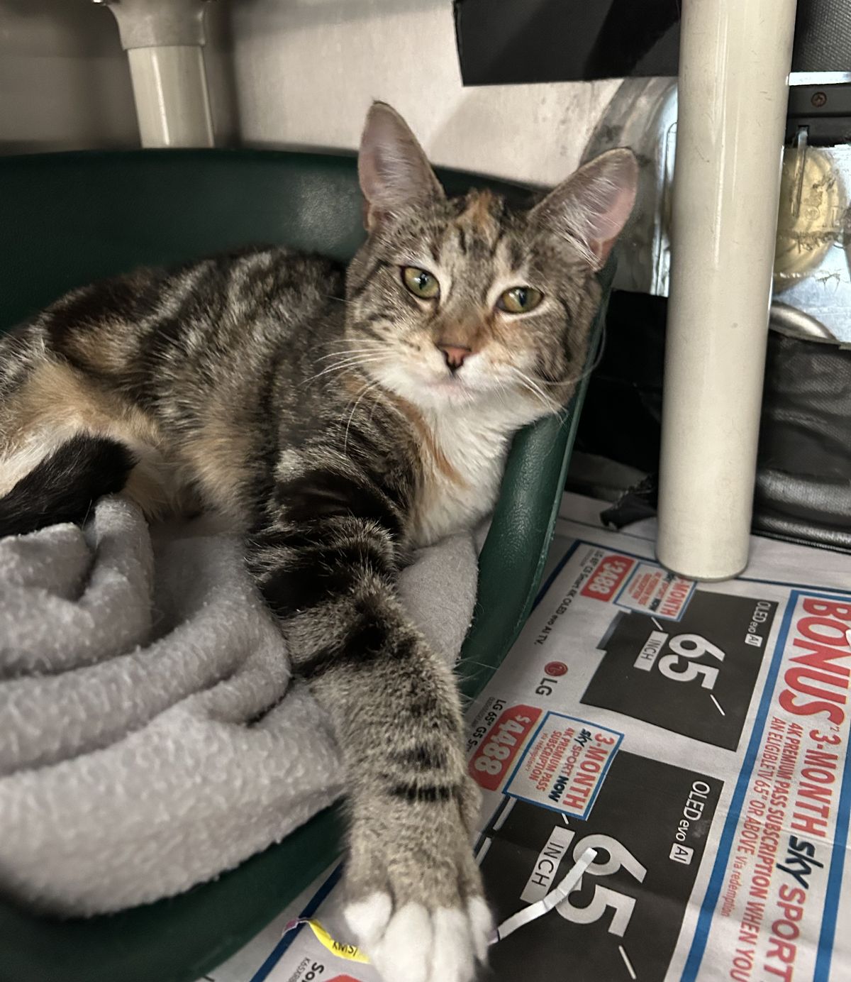 Gallery image: Jessie 