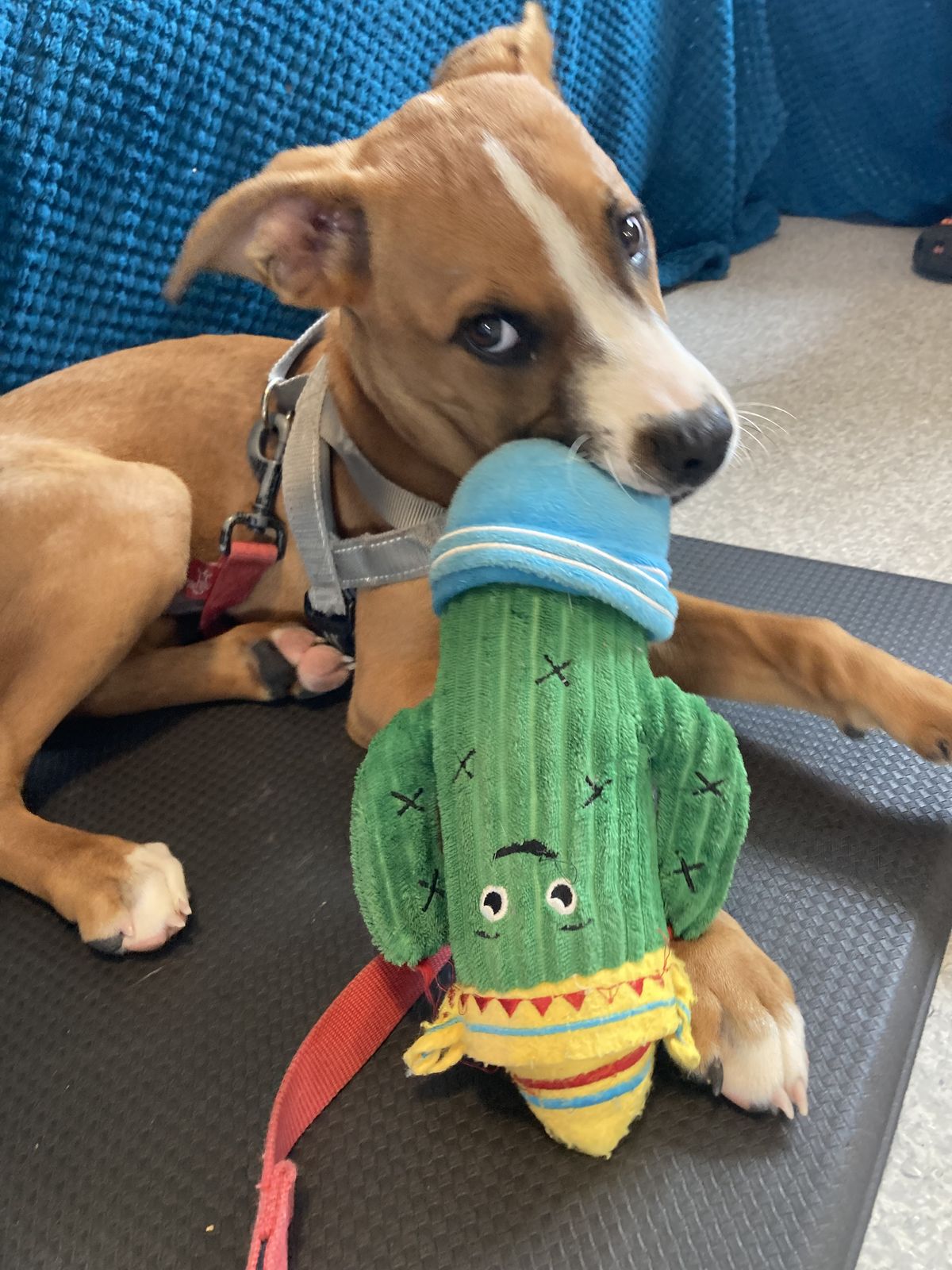 Gallery image: Galileo