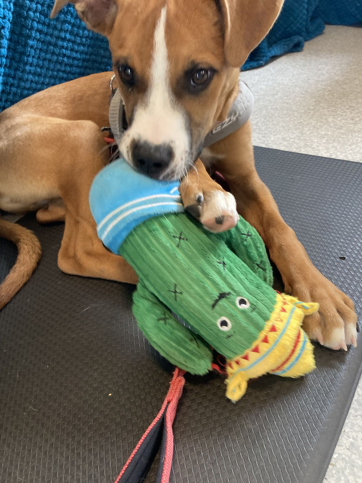 Gallery image: Galileo