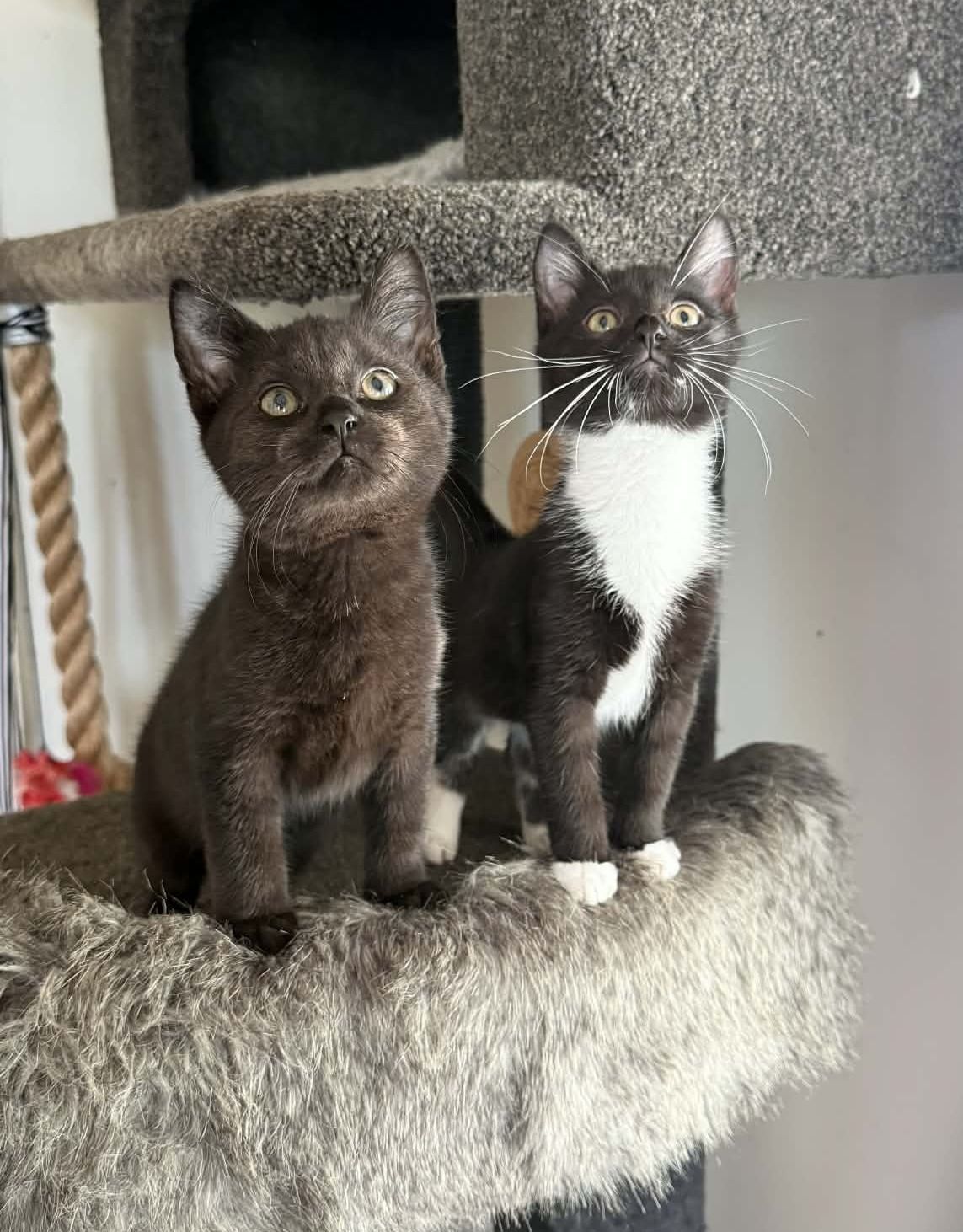 Gallery image: Bella