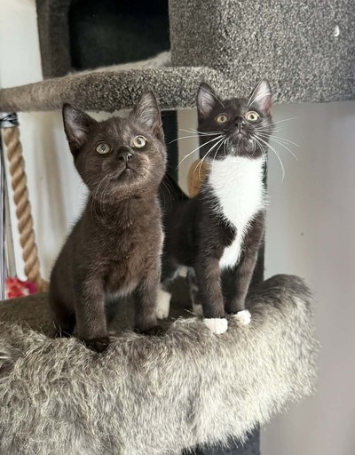 Bella - Domestic Short Hair