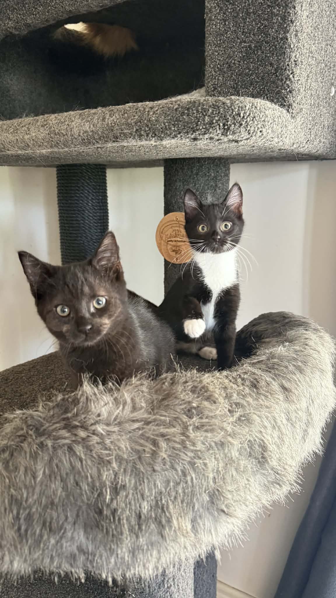 Gallery image: Bella