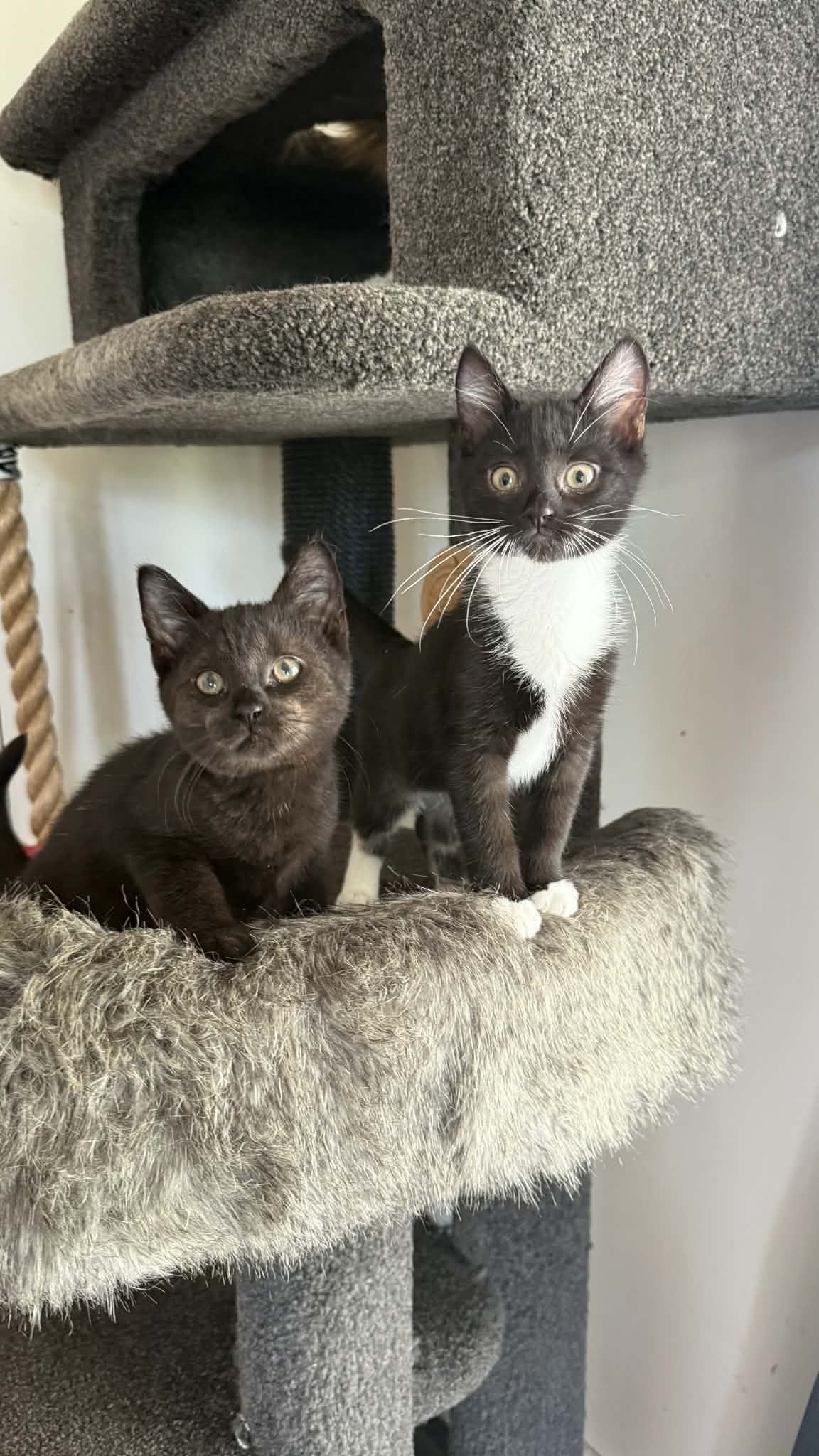 Gallery image: Bella