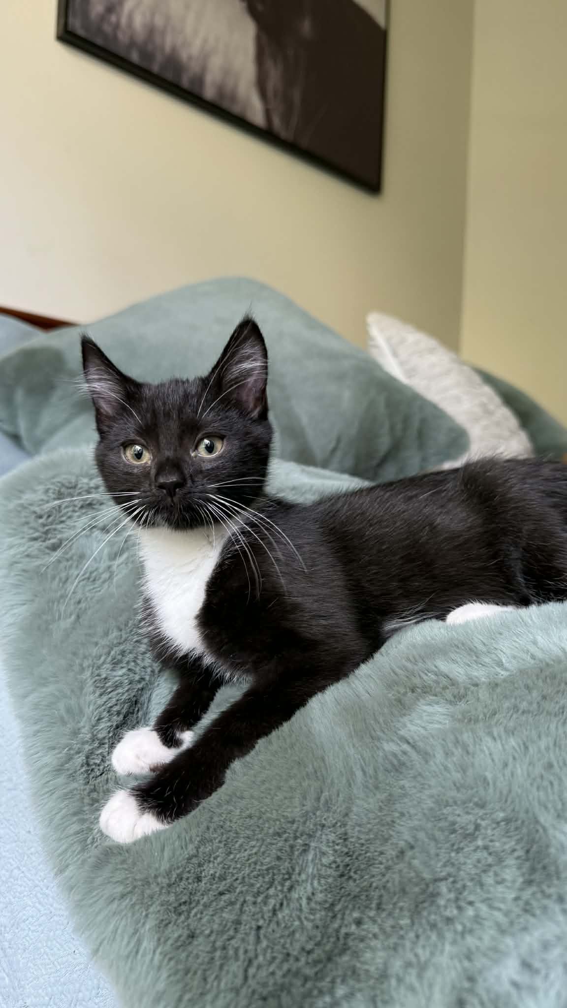 Gallery image: Bella