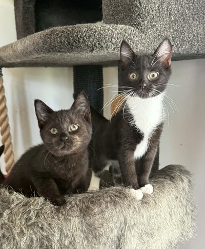 Hazel - Domestic Short Hair