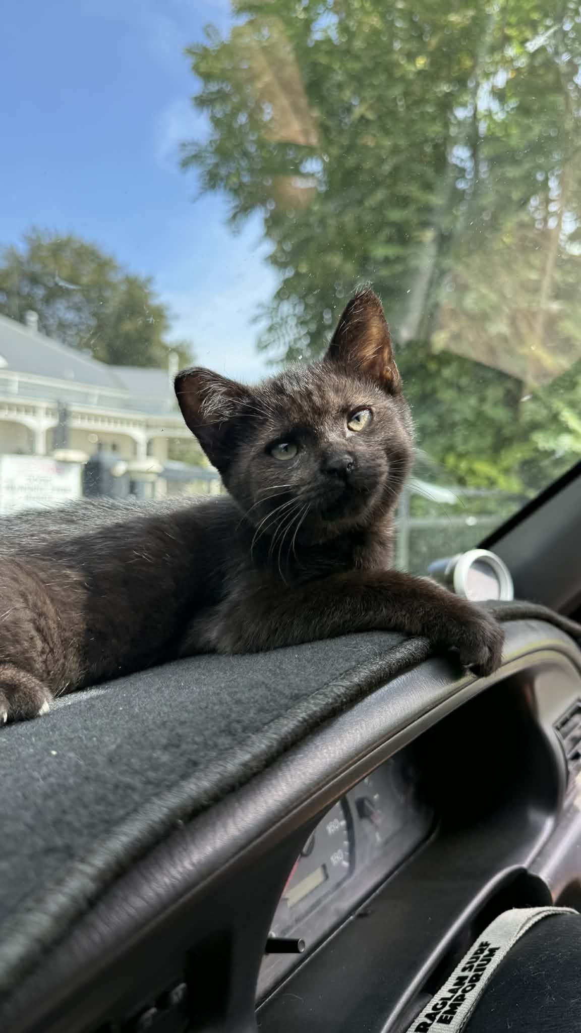 Gallery image: Hazel