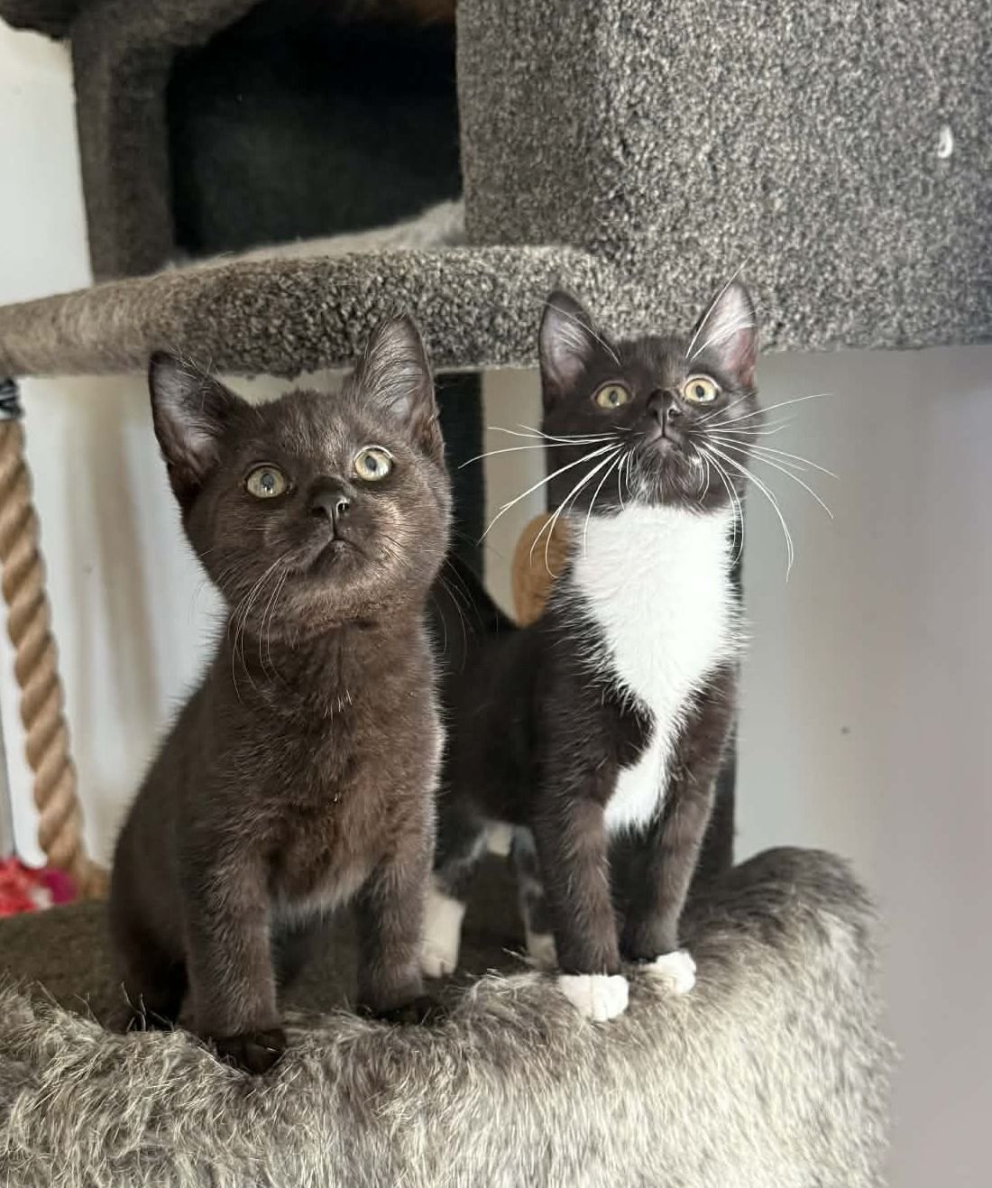 Gallery image: Hazel