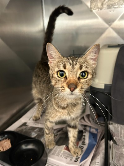 Polly - Domestic Short Hair