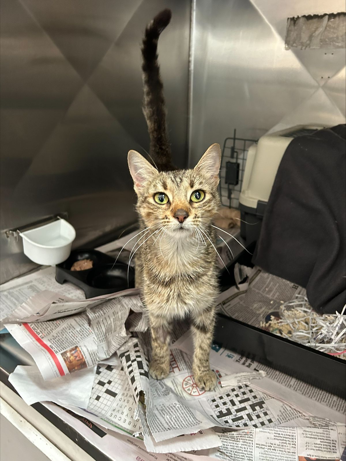 Gallery image: Polly