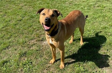 Gallery image: Cashew