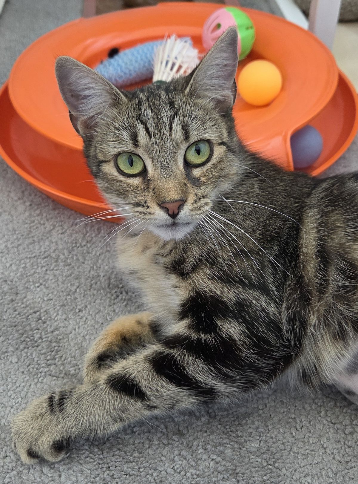 Gallery image: Rosie